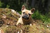 BOULEDOGUE FRANCAIS 447